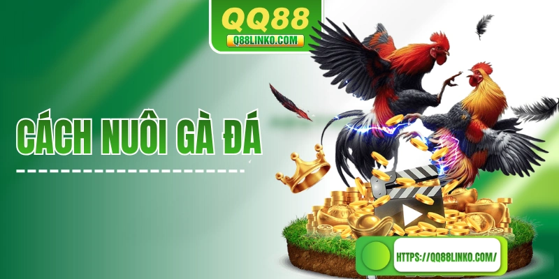 Cách Nuôi Gà Đá Sao Cho Mạnh Khoẻ Và Đánh Đâu Thắng Đó