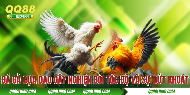 Đá Gà Cựa Dao - Hoà Vào Sự Kịch Tính Của Từng Cú Vung Cựa 2 Đá gà cựa dao gây nghiện bởi tốc độ và sự dứt khoát