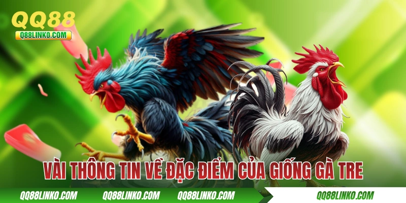 Mẹo Đá Gà Tre - Cách Chọn Cá Thể Tốt Và Chăm Sóc Đúng Cách 2 Vài thông tin về đặc điểm của giống gà tre