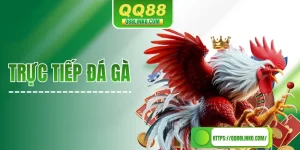 Trực Tiếp Đá Gà - Hoà Cùng Hơi Thở Đến Từ Các Kê Trường